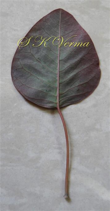  Leaf (Abaxial View)